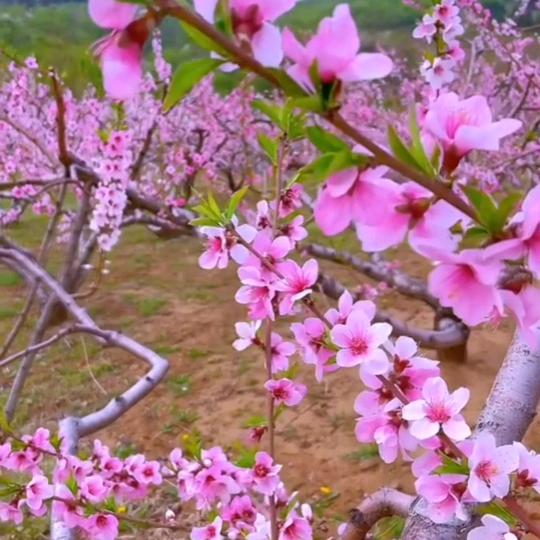 🦋꧁💞清零💞᭄᪲꧂🦋