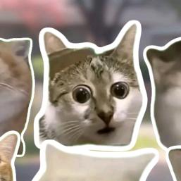 小楊猫me剧场