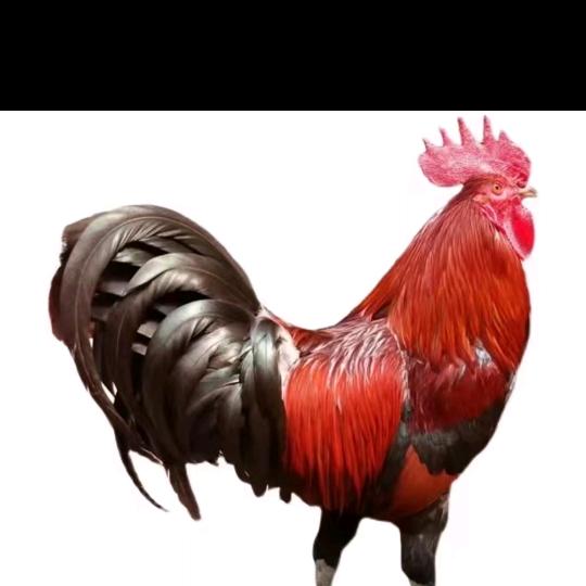 望谟县边饶镇。本人专业养本地黄毛公狗