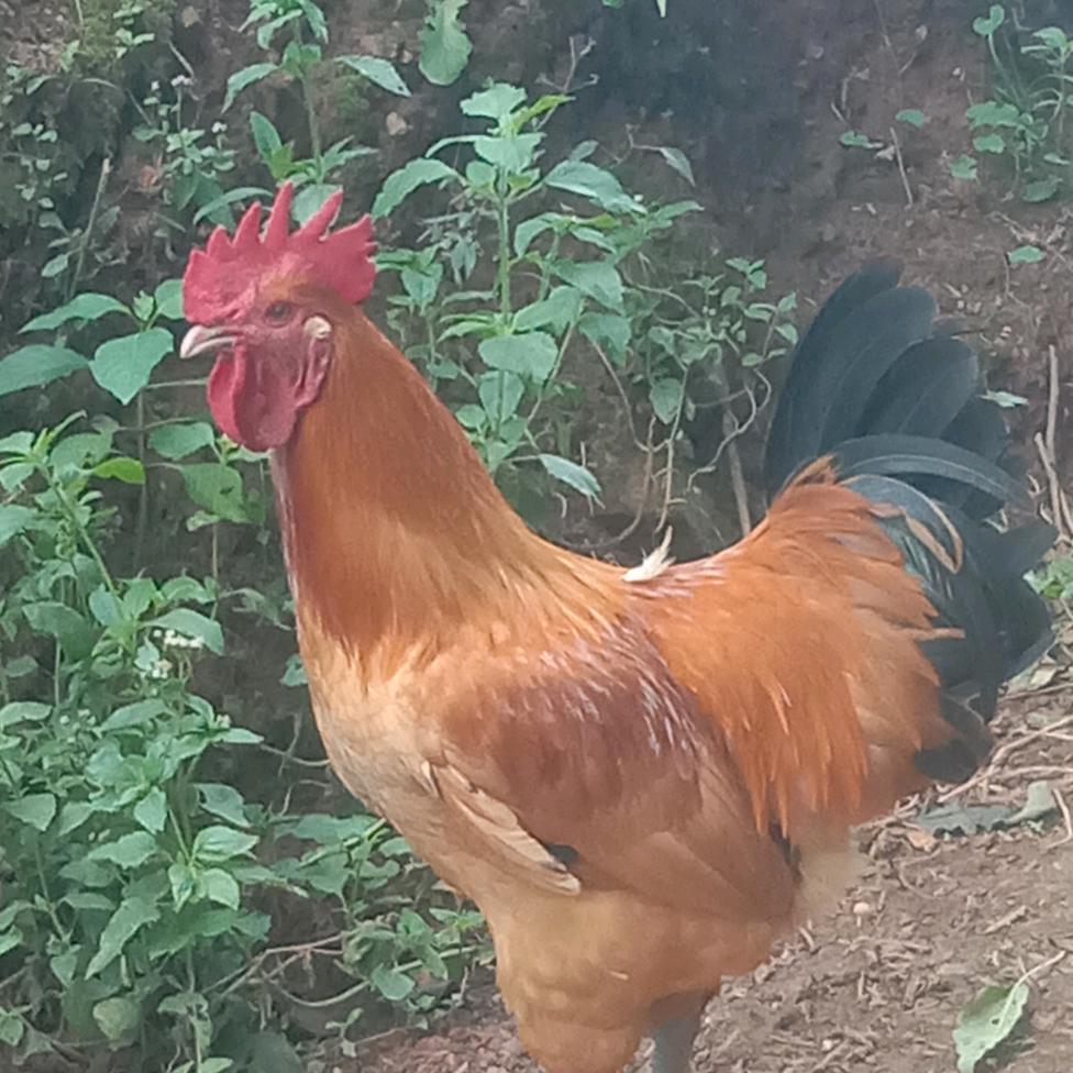 河西花果山生态养殖土乌鸡