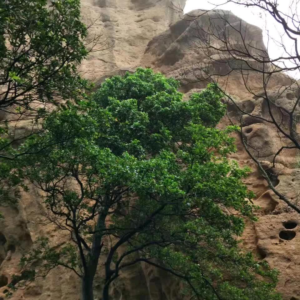 红红火火