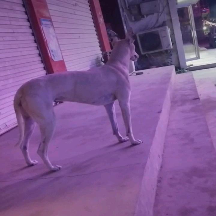 批发零售羊下水