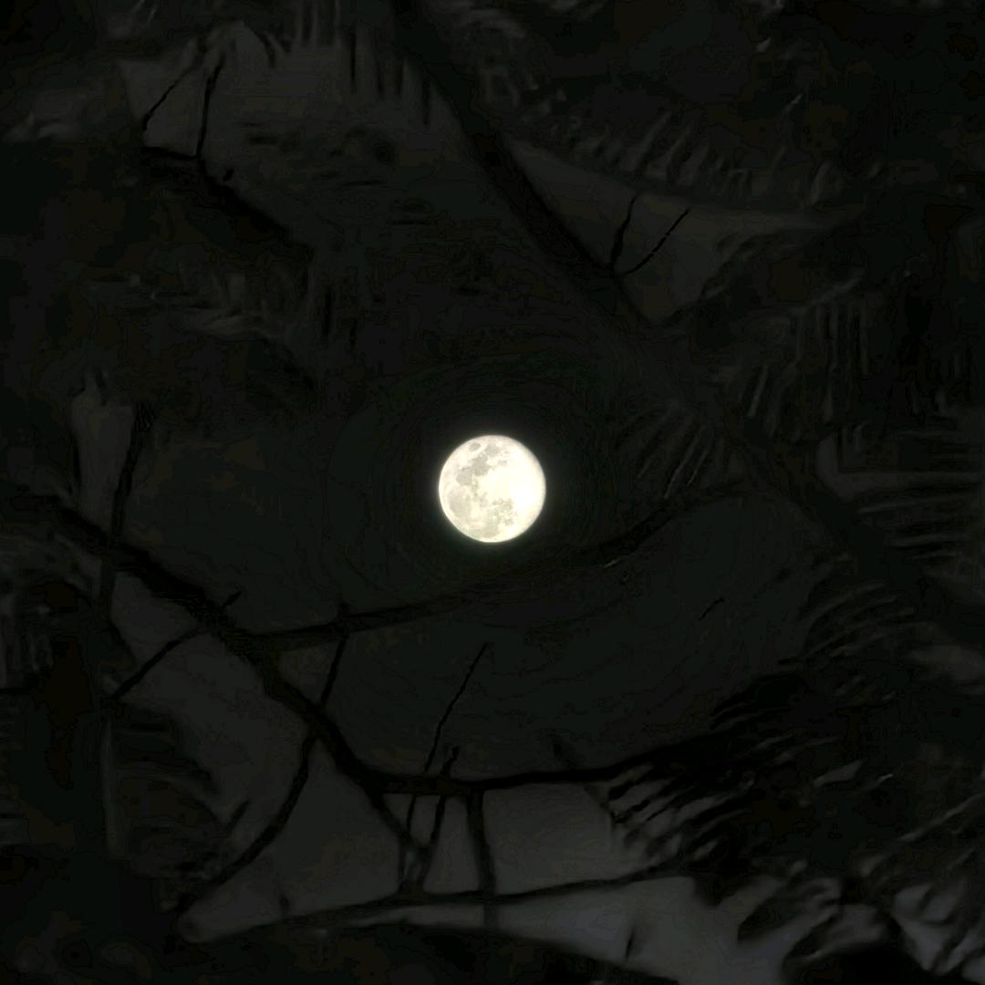枝中月