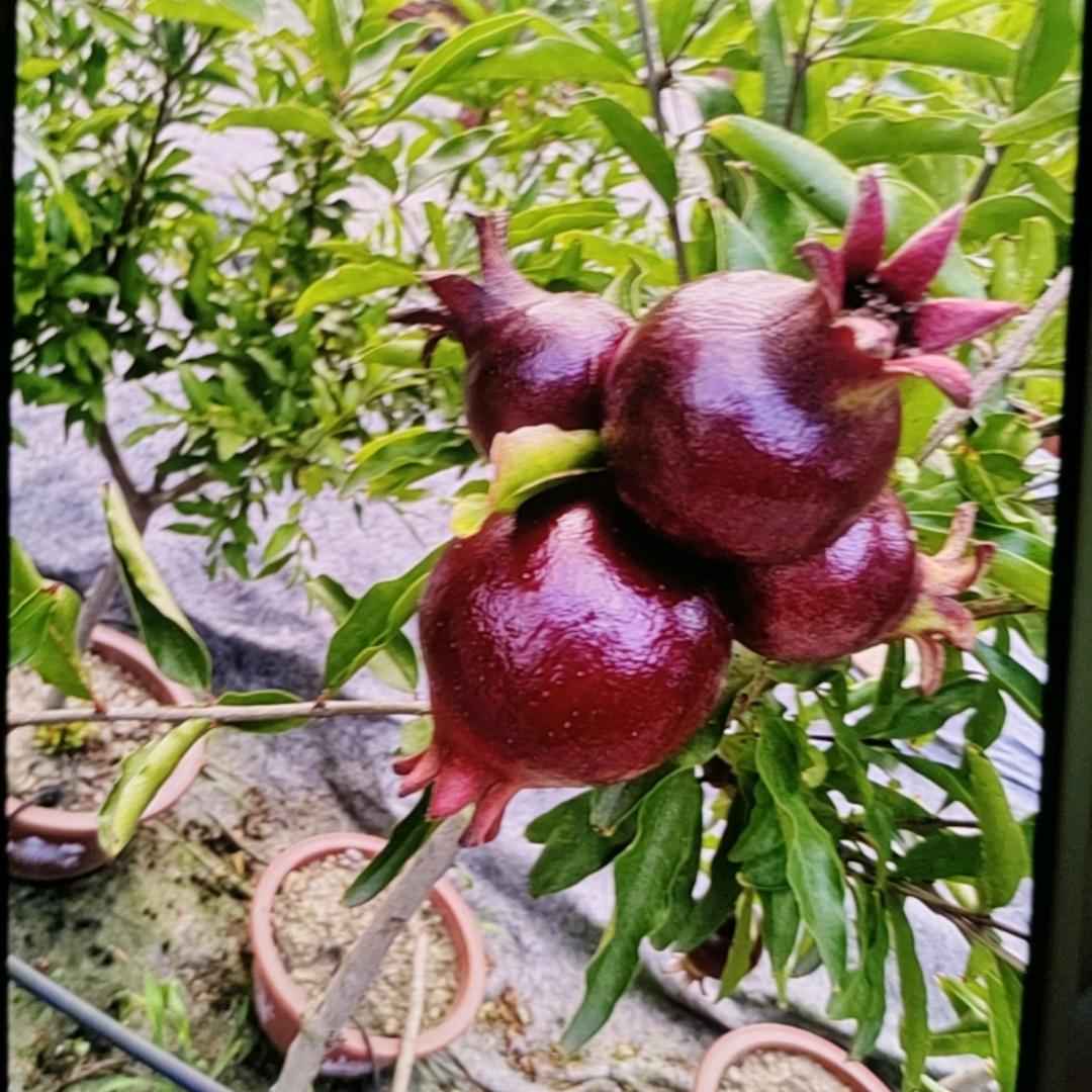 百果石榴苗木盆景园
