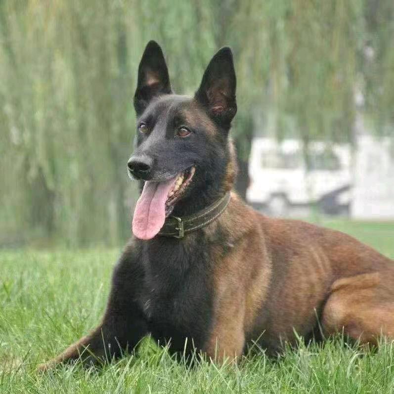 兵哥专业马犬灪爨