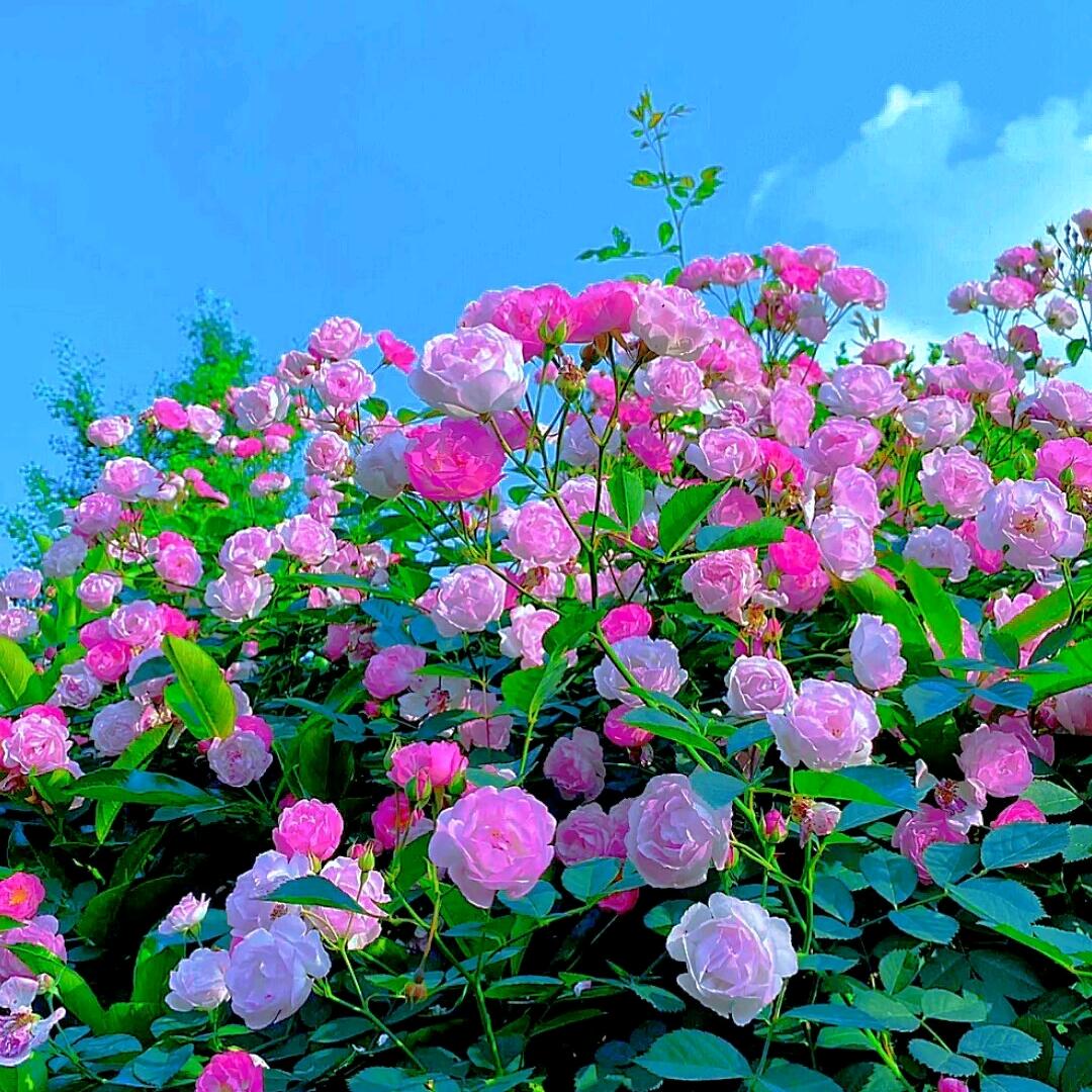 蔷 薇🌹