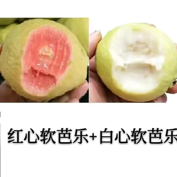 软芭乐果之乐园