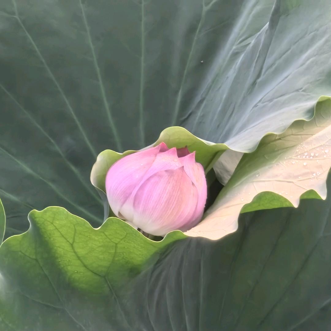 心朝阳