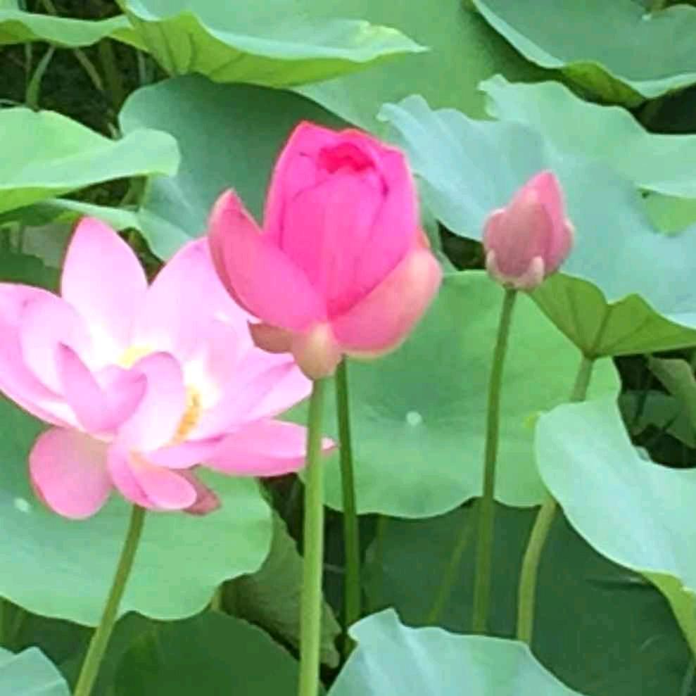 山东云姐早5点16