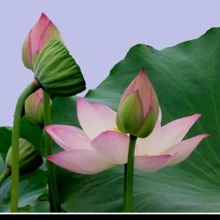 香火🙏️