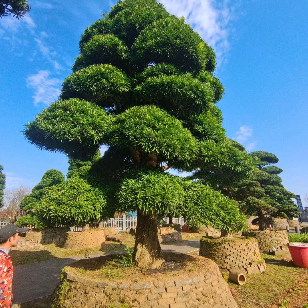 白天不懂，夜的黑……