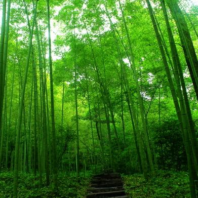 梧桐树下
