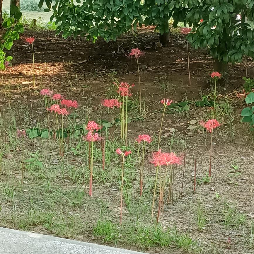 爱妃