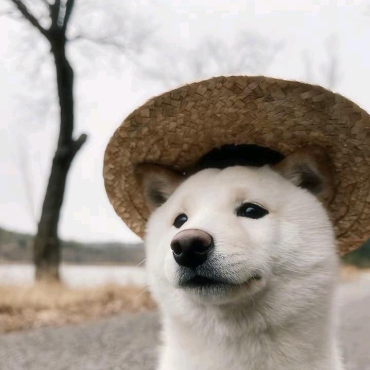 汪汪王