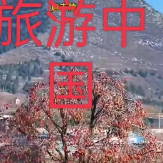柿寿星