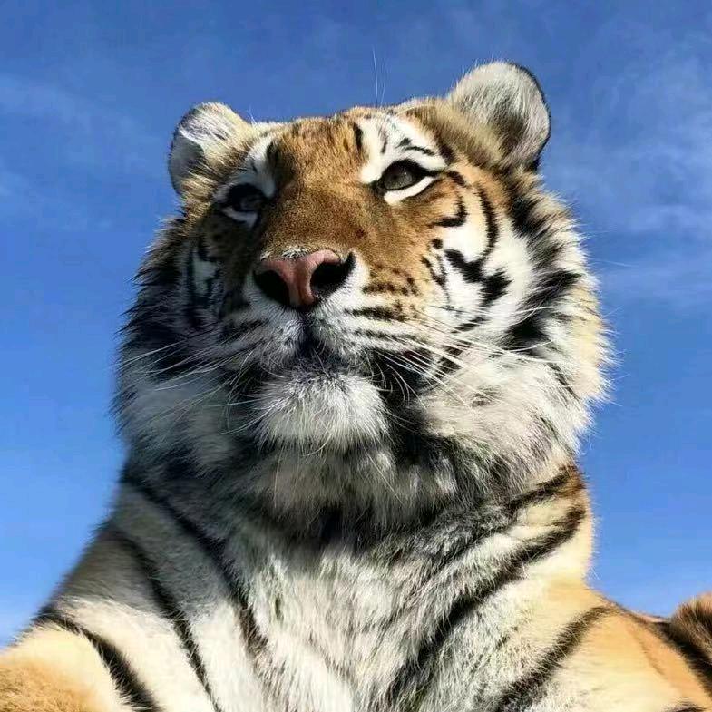 🐯