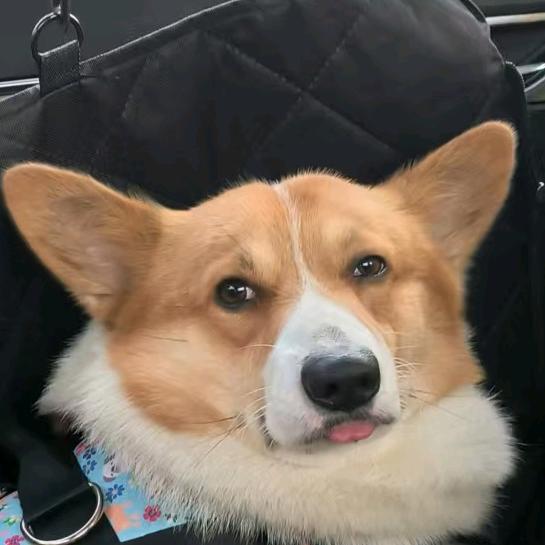 布丁是只憨憨狗