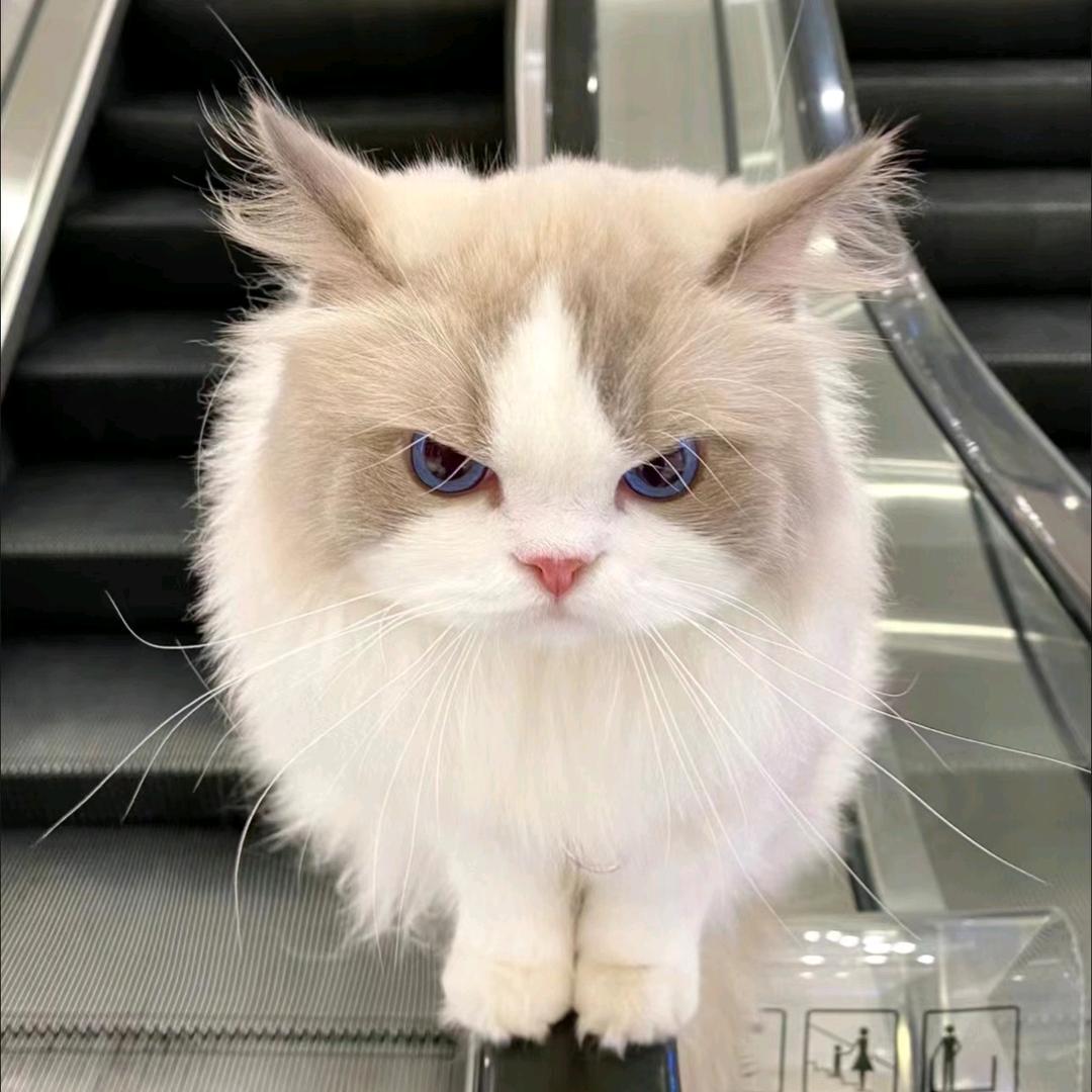 小安