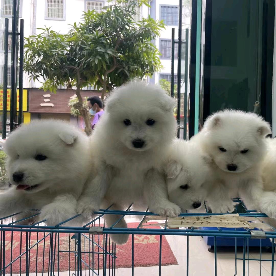 宾川养狗的（买🐶发私）