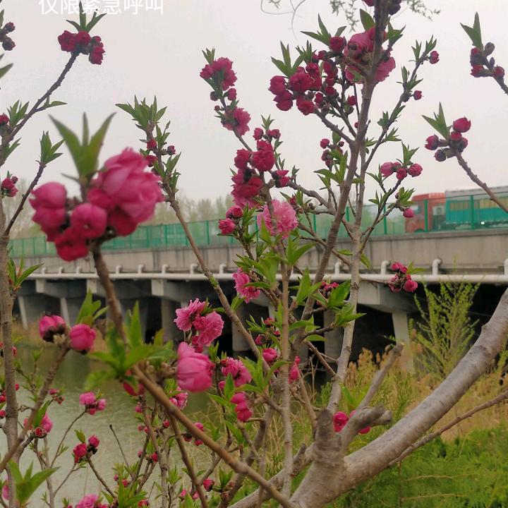 小马哥