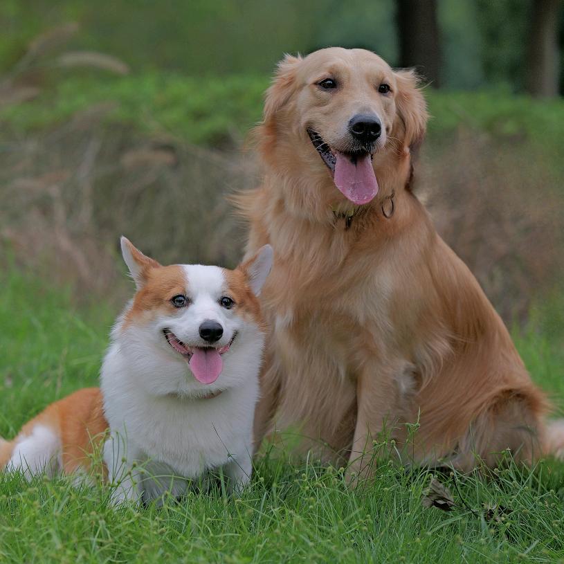 奶酪酪和旺崽崽
