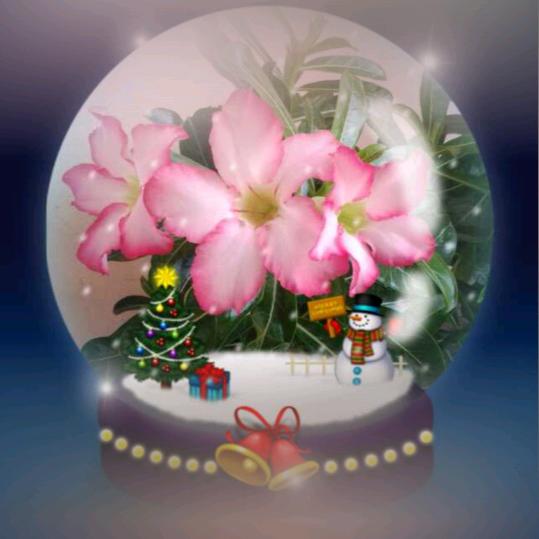 小🐠儿谢谢大家的关注与赞