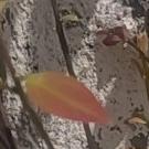 风华无双的月下江流头像