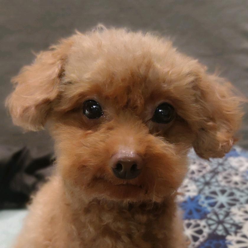 优雅的夜姬子