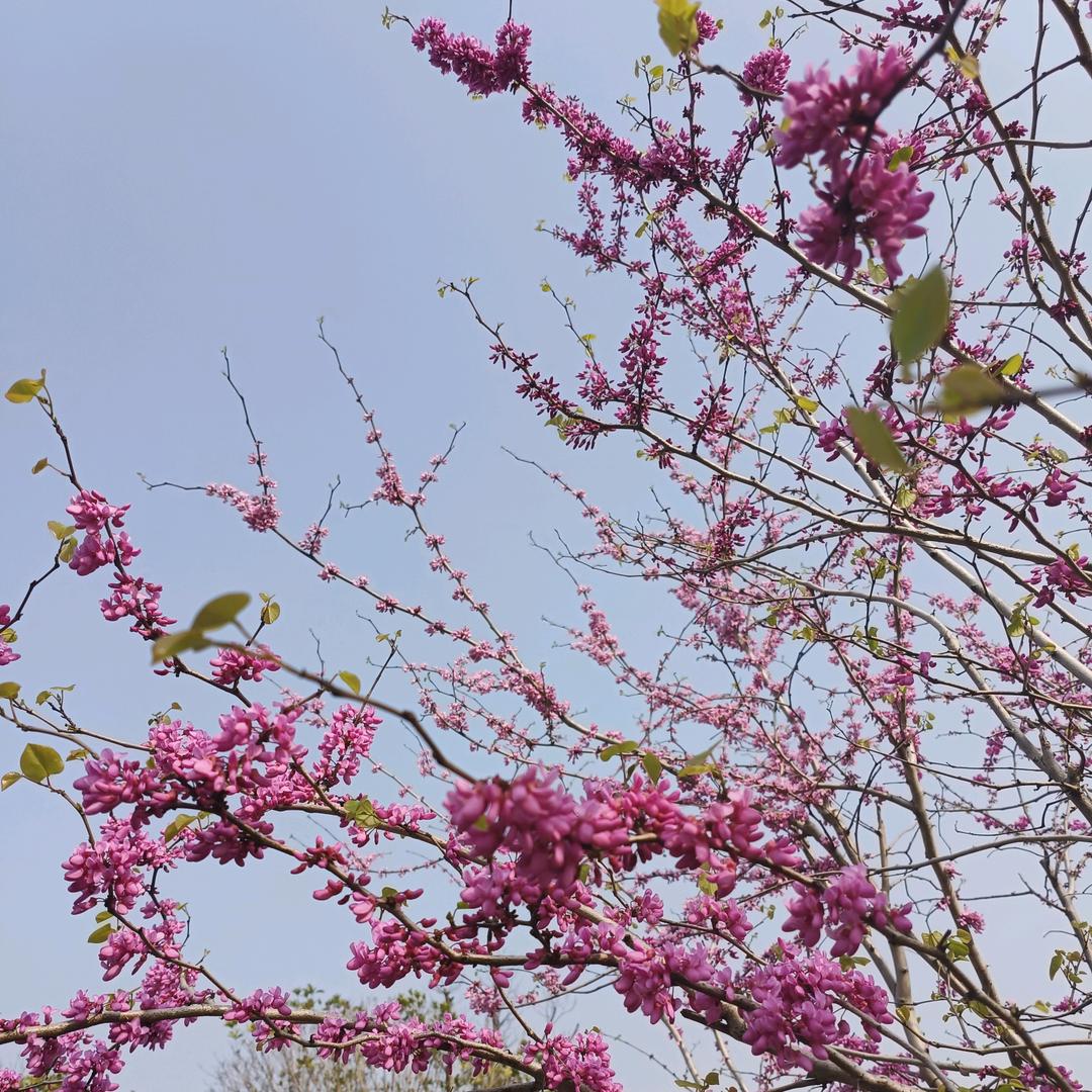 萌蒙
