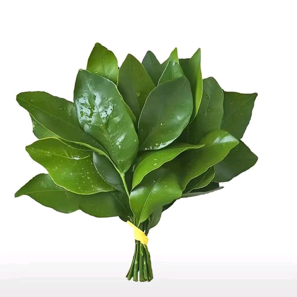 楸(ᵕ᷄≀ ̠˘᷅ᵍᵒᵒᵈᵑᑊ̇ᵍᑋᐪ