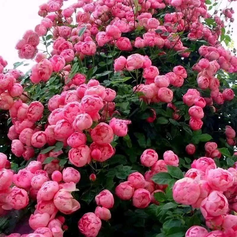 张艳子3