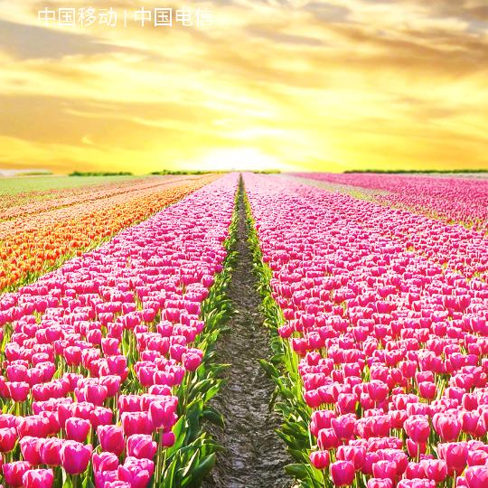 靠自己拼