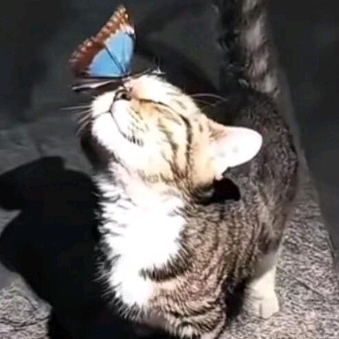 超级大变态阿森