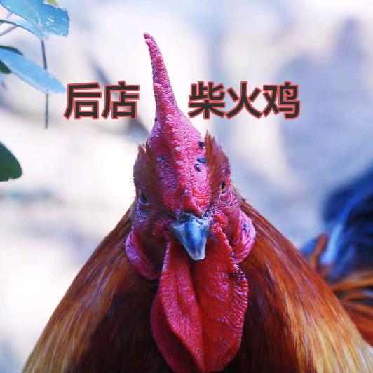 福州永泰梧桐乡下土鸡