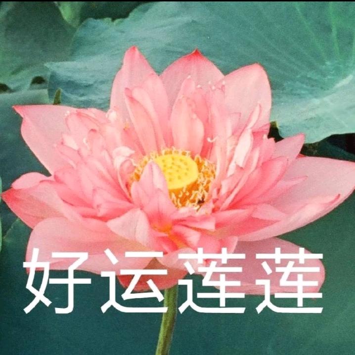 单身啊胡哥