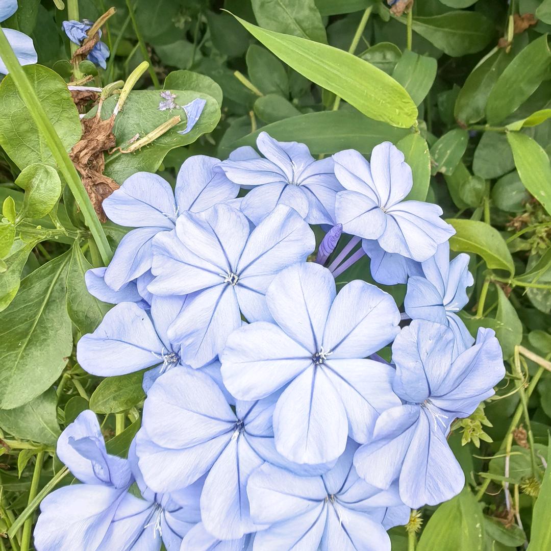 ༄静好྅如初࿐