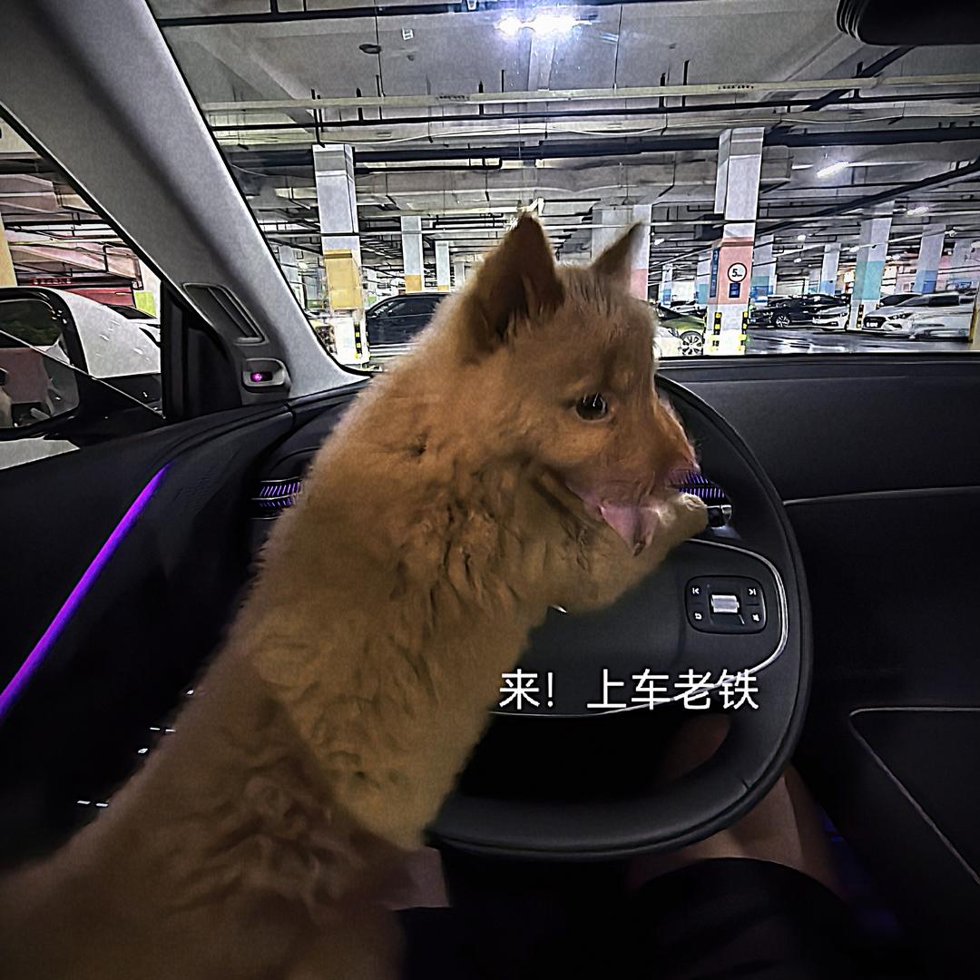 名字叫健康的小狗