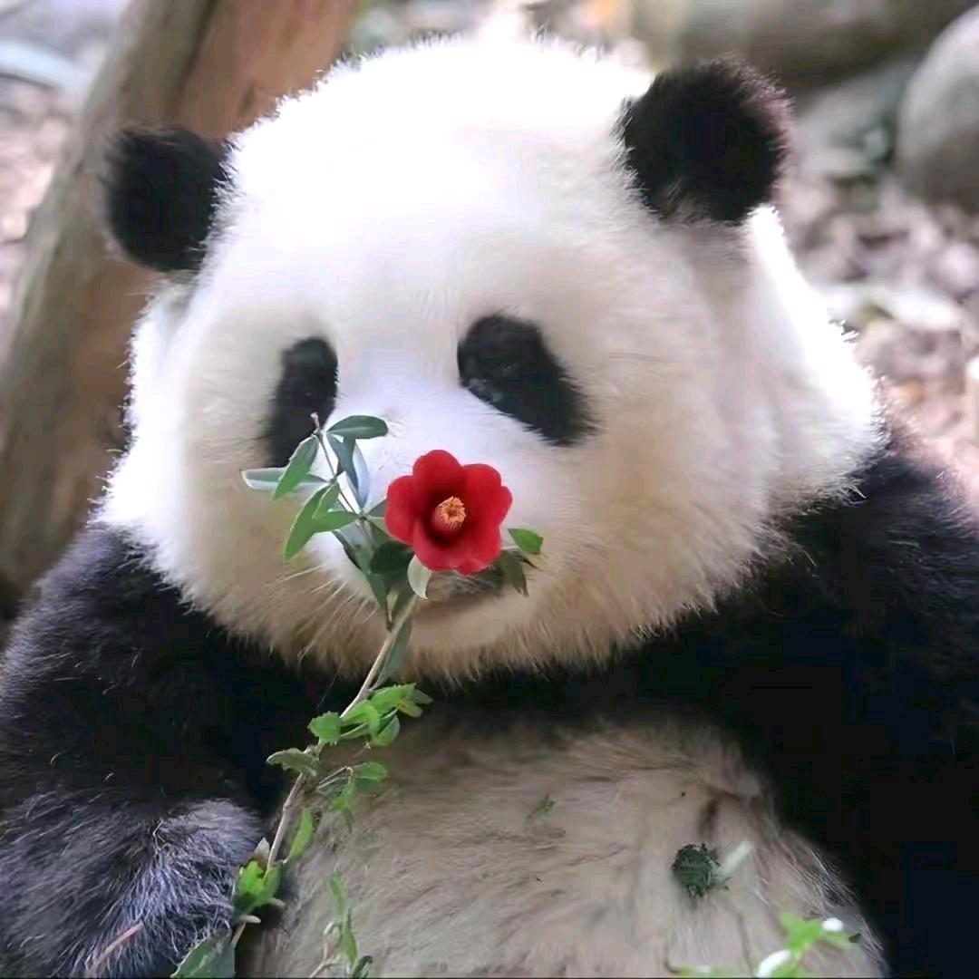 小奶糕
