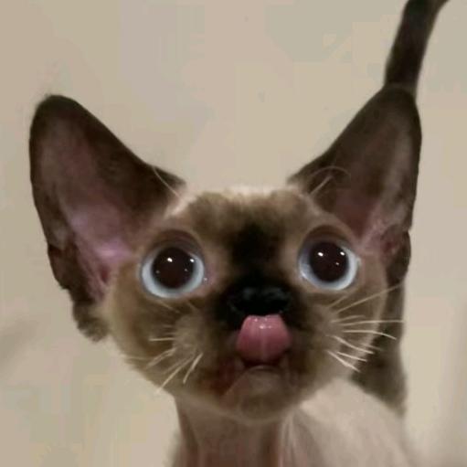 滔哥家的德文卷毛猫