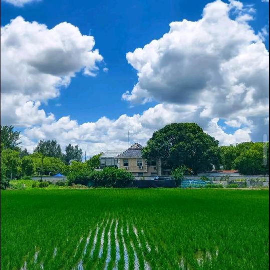 立哥