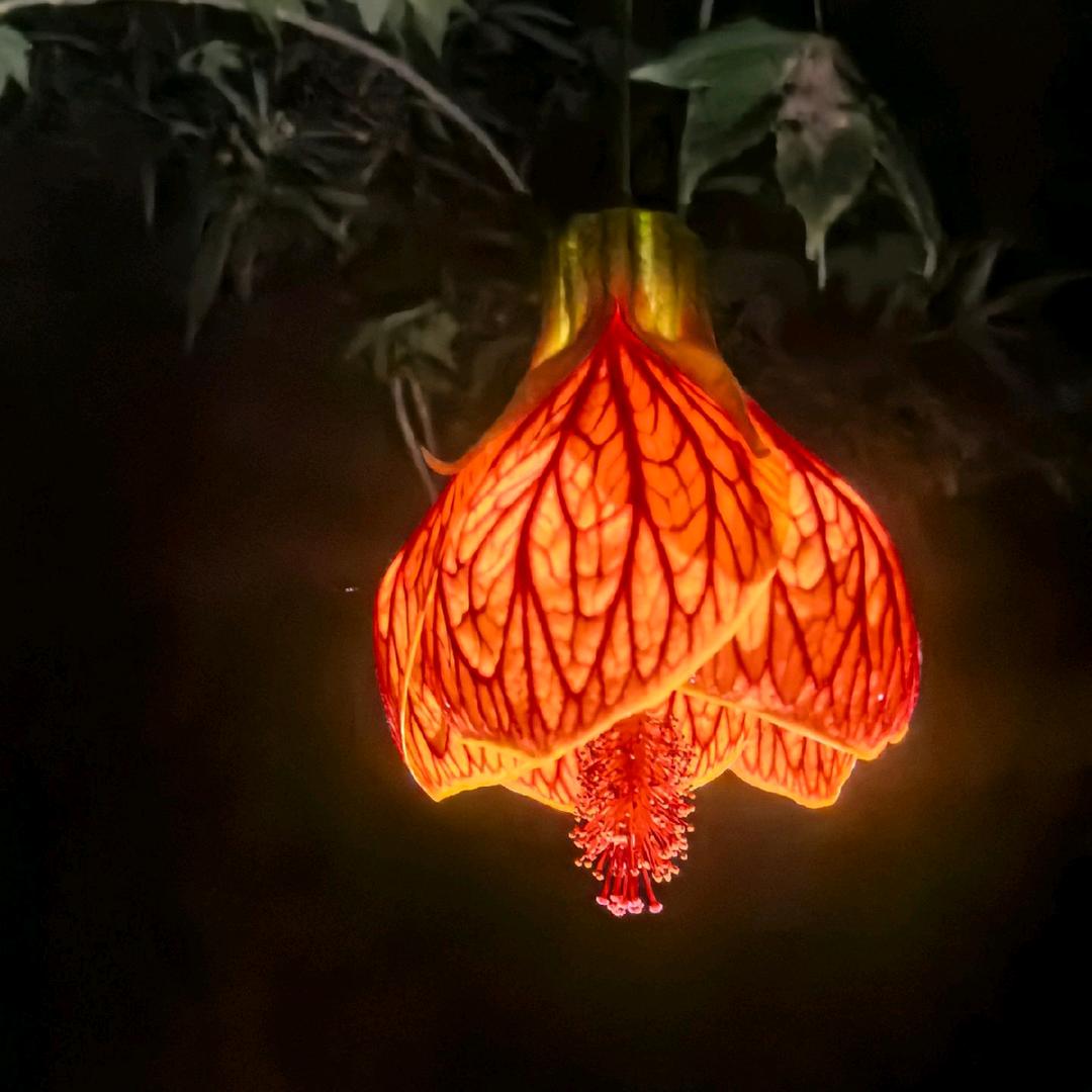 碟中谍(好物分享)