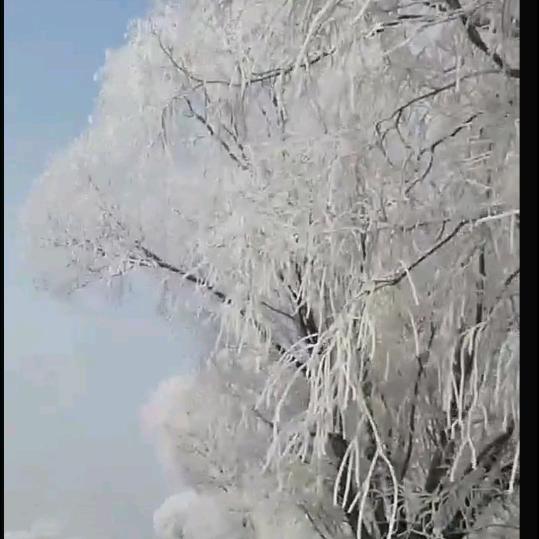 张姐情感分析
