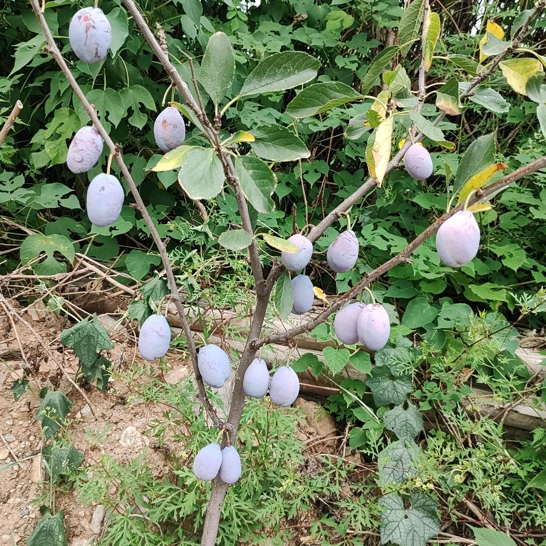 凡⭐