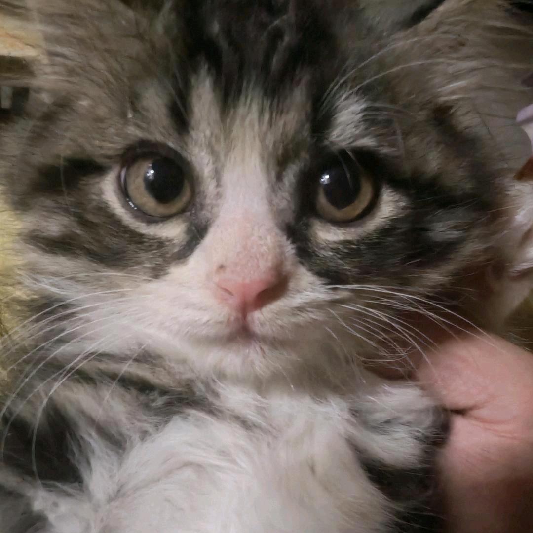 CoiSiNi.（期待猎罪现场）
