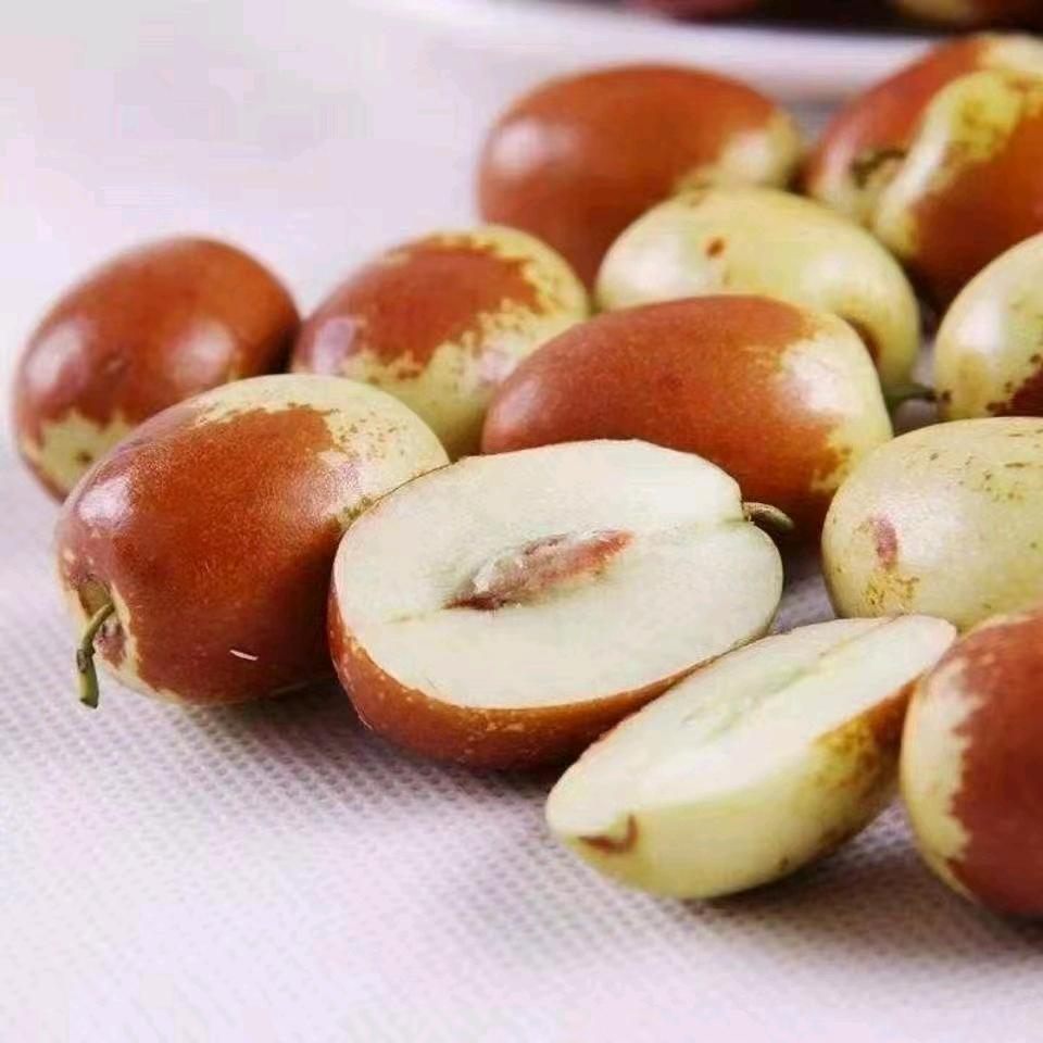 沧州特产金丝小枣现摘现发