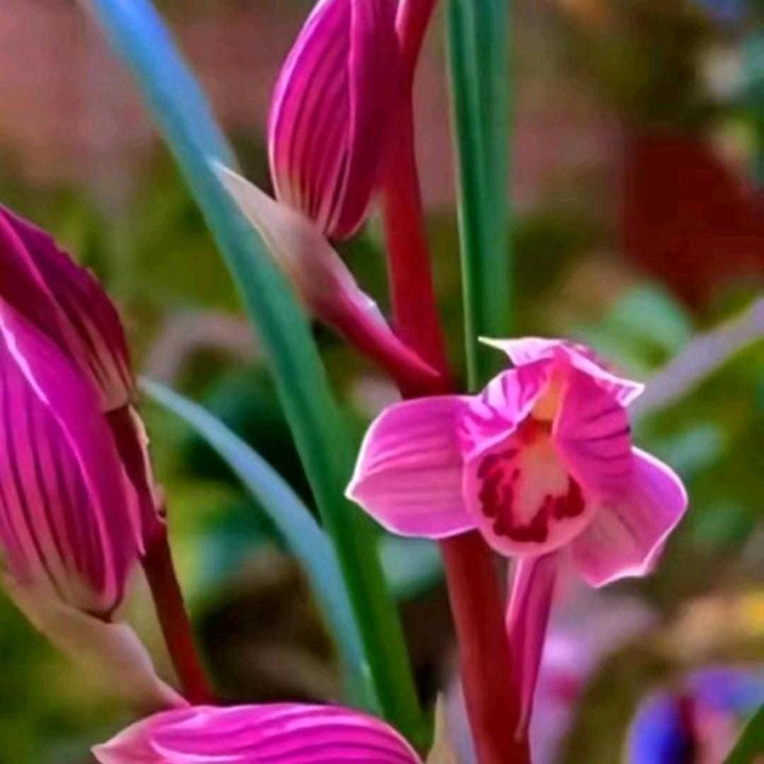 沧江一线兰友小蔡