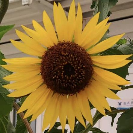 平凡是真，健康是福