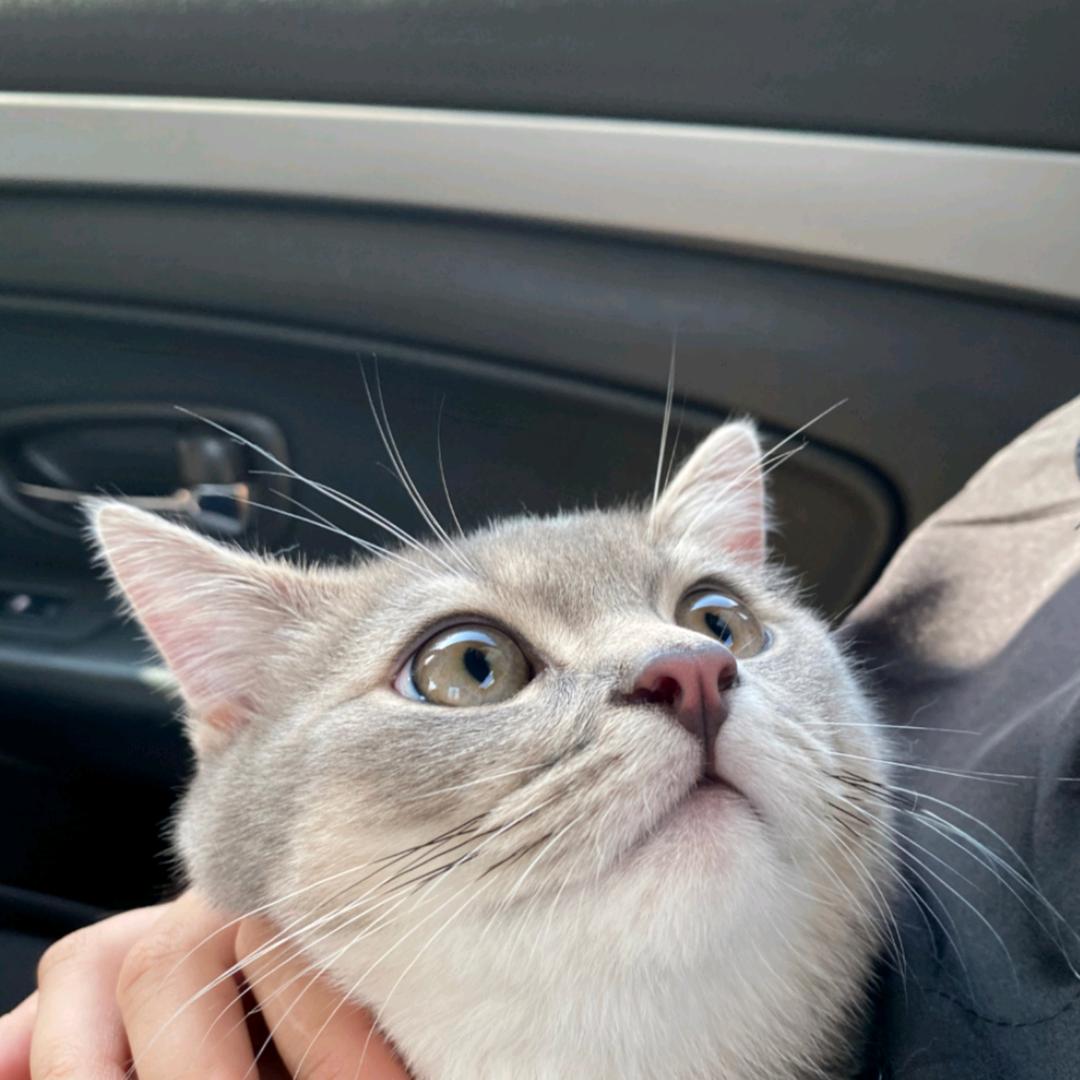 ゛看见我的猫了吗