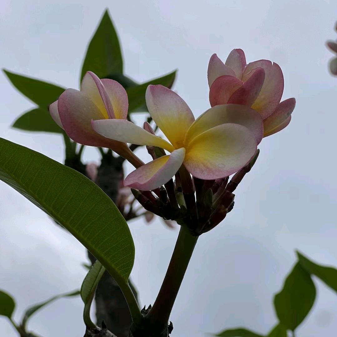 A. 叶子