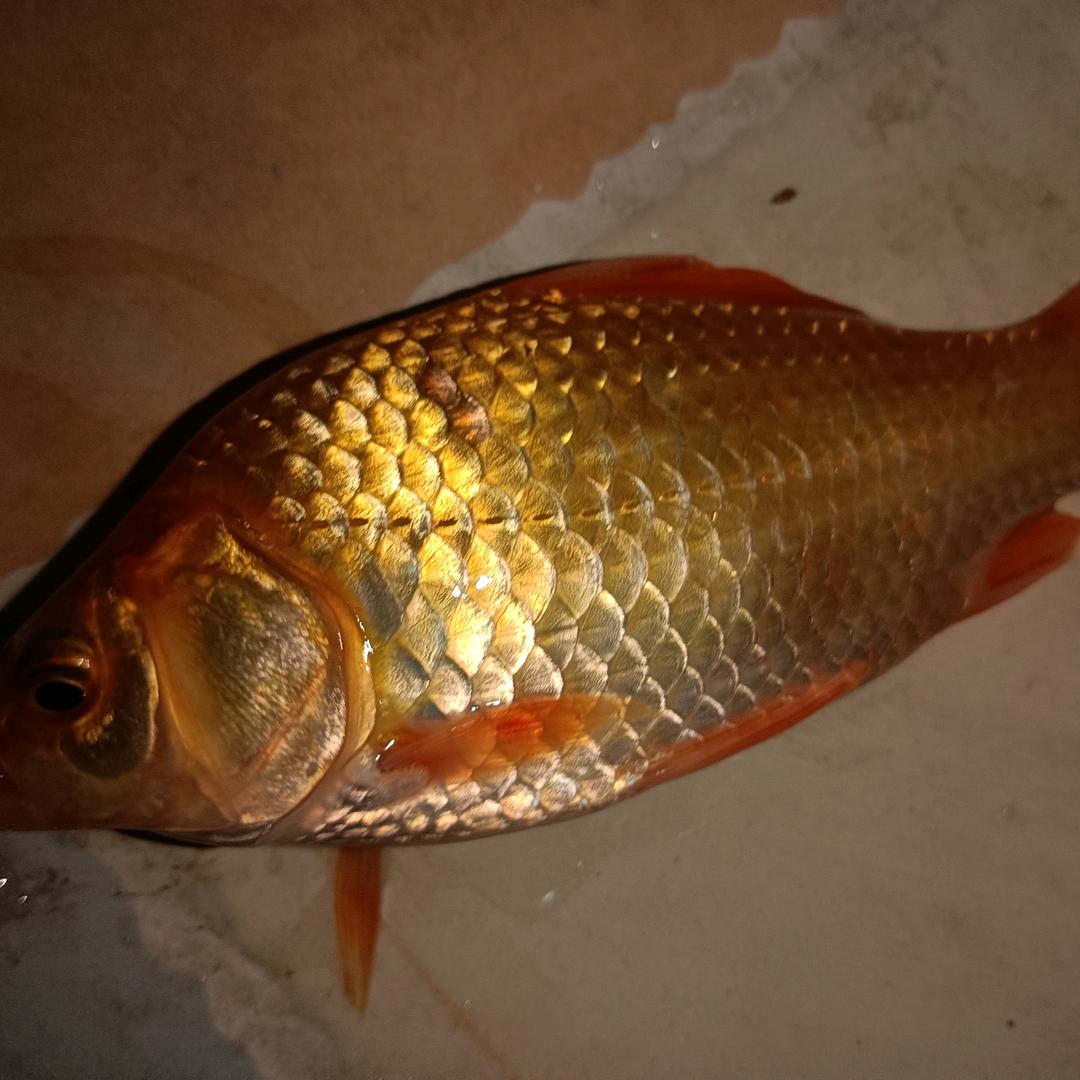 爱钓鱼的 小赵🕊️